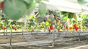 Strawberry plantation in a modern greenhouse with raised beds on shelves under a transparent plastic and net roof,