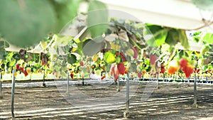 Strawberry plantation in a modern greenhouse with raised beds on shelves under a transparent plastic and net roof,