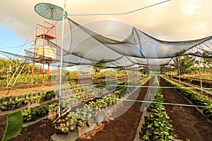 Strawberry plantation in the Philippines