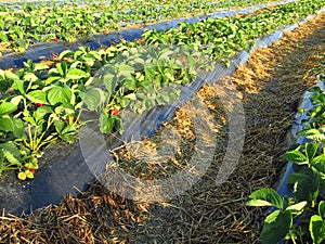 Strawberry plantation on raised beds with plastic mulch foil.