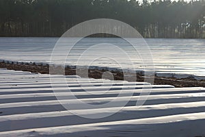 Strawberry plantation photo