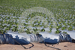 Strawberry plantation photo