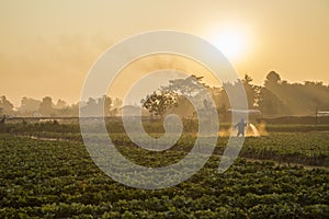 Strawberry plantations