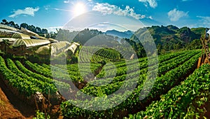 Strawberry plantations in the morning have a sea of fog Ang Khang Chiang Mai Thailand Panoramas