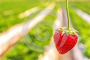 Strawberry with planting strawberry