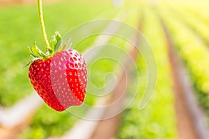 Strawberry with planting strawberry background