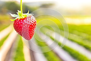 Strawberry with planting strawberry background