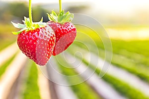 Strawberry with planting strawberry background