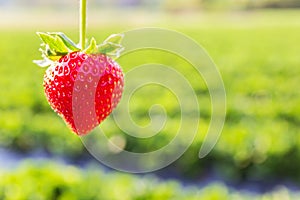 Strawberry with planting strawberry background