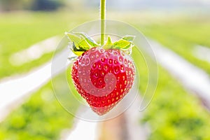Strawberry with planting strawberry background