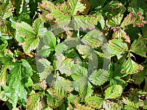 Strawberry plants (Fragaria vesca, garden variety) with spotted and bitten leaves. Diseases and pests on strawberries