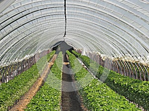 Strawberry Plants growing in a polypropylene tunnel