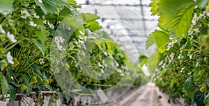 Strawberry plants growing on substrate in a large Dutch greenhouse