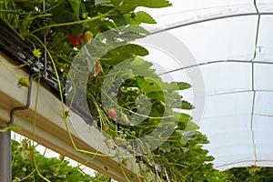 Strawberry plants in a modern greenhouse with raised beds on she
