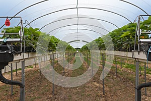 Strawberry plants in a modern greenhouse with raised beds on she