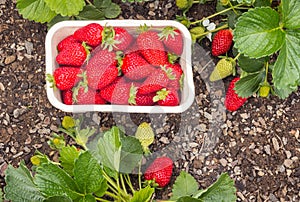 Strawberry plants in organic garden with freshly picked ripe strawberries in cardboard punnet