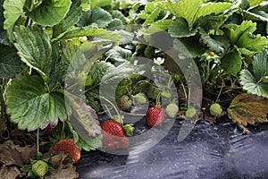Strawberry plants on plastic
