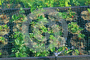 Strawberry plants in plastic pots with watering system under net cover. Healthy food concept.