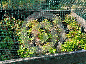 Strawberry plants in plastic pots with watering system under net cover. Healthy food concept.