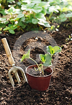 Strawberry plants in a pot