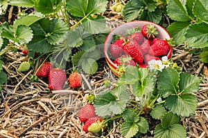 Strawberry plants with ripe strawberries, flowers and bowl of strawberries