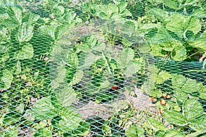 Strawberry plants under a protective net.