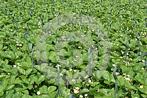 Strawberry plants in the wholesale.