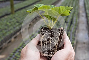 A strawberry plug plant ready to be planted