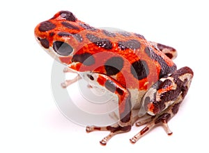 Strawberry poison dart or arrow frog Red Frog Beach photo