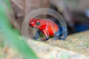 Strawberry Poison-Dart Frog