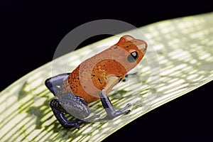 Strawberry poison dart frog