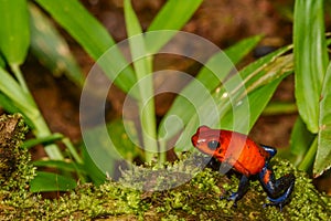 Strawberry Poison Dart Frog