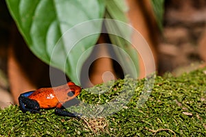 Strawberry Poison Dart Frog