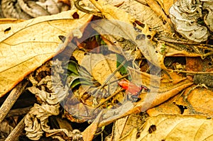 Strawberry poison-dart frog among the dry leaves of the jungle floor in Tortuguero