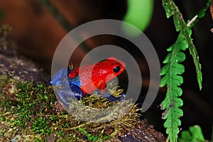 The strawberry poison-dart frog Oophaga pumilio from Costa Rica