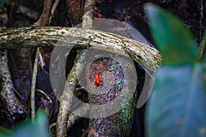 Strawberry poison-dart frog (Oophaga pumilio) in Tortuguero National Park (Costa Rica)