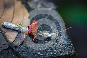 Strawberry poison-dart frog (Oophaga pumilio) in Tortuguero National Park (Costa Rica)