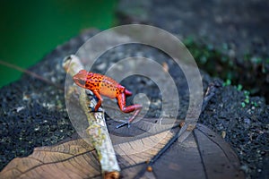 Strawberry poison-dart frog (Oophaga pumilio) in Tortuguero National Park (Costa Rica)