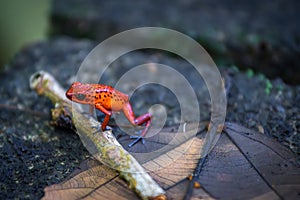 Strawberry poison-dart frog (Oophaga pumilio) in Tortuguero National Park (Costa Rica)