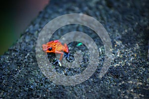 Strawberry poison-dart frog (Oophaga pumilio) in Tortuguero National Park (Costa Rica)