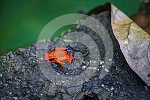 Strawberry poison-dart frog (Oophaga pumilio) in Tortuguero National Park (Costa Rica)