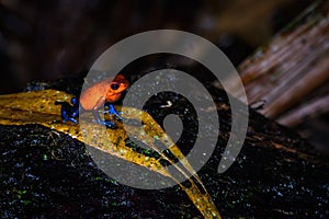 Strawberry Poison Dart Frog on a wet leaf in the rain forest, Costa Rica