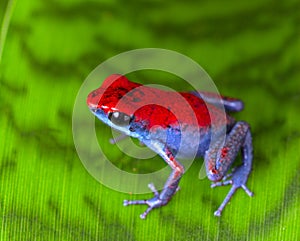 Strawberry poison frog photo