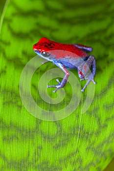 Strawberry poison frog photo
