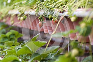 Strawberry in the pot