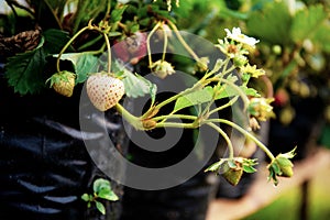 Strawberry on potted