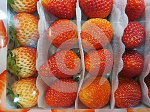 Strawberry Punnet