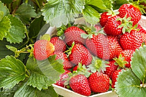 Strawberry punnet full of freshly picked organic strawberries photo