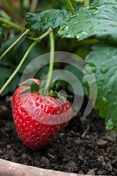 Strawberry after the rain