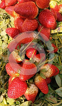 Strawberry red garden-strawberry plant fresh fruit food whole ripe fleshy juicy strawberries fraise fresa morango image photo